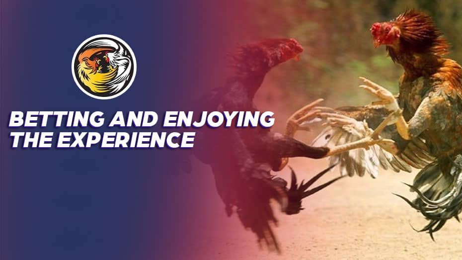 online bingo games how to bet on bet9ja